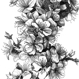 Цветение (абрикос, черемуха)