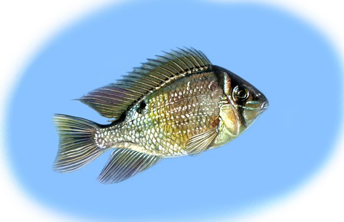 Биотома Купидон