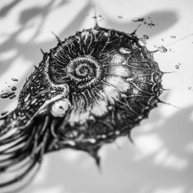 ammonite details