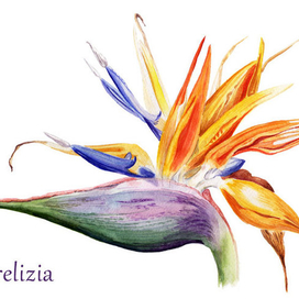 Акварельная иллюстрация: Стрелиция.