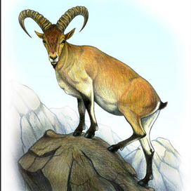 Серна и кавказский тур