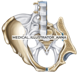 Соединения тазового пояса, вид сверху. Артрология