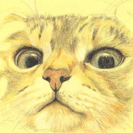 Любопытный взгляд