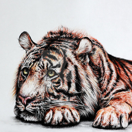 tiger