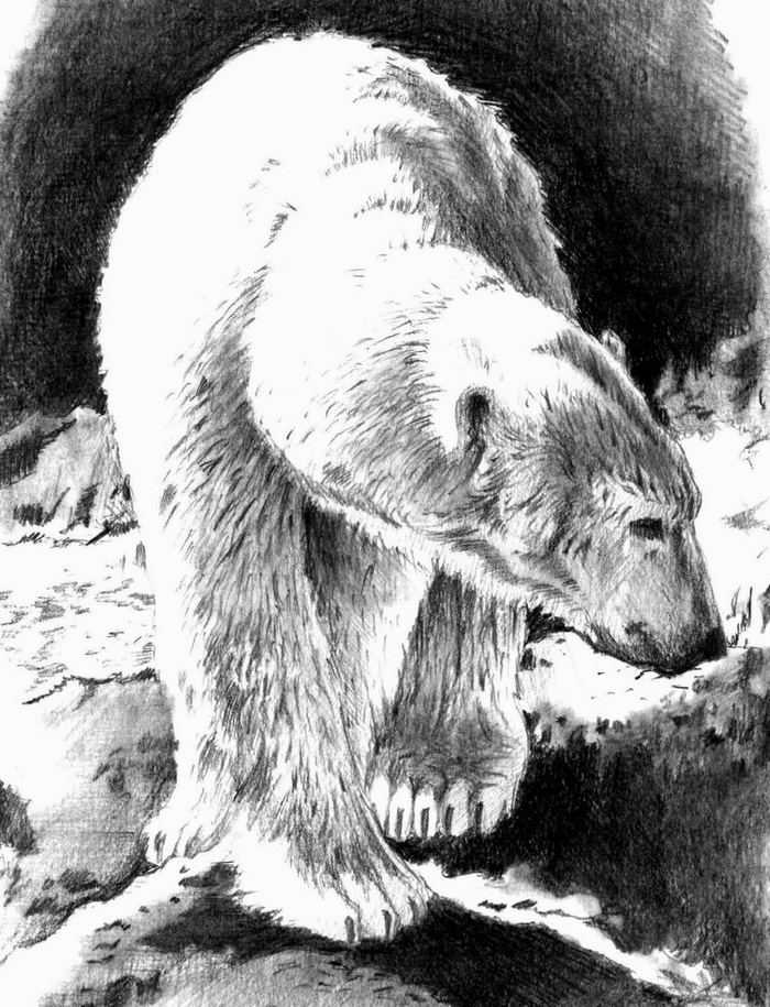 Белый медведь