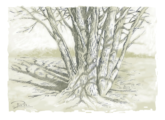 Большие деревья 4