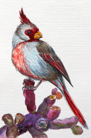 Desert cardinal