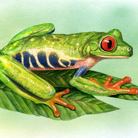 квакша центральноафриканская