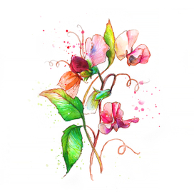 Душистый горошек