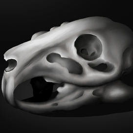 Череп морской свинки