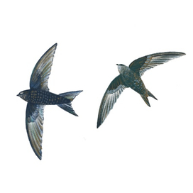 ижевские стрижи