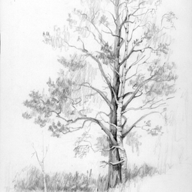 Сосна и береза