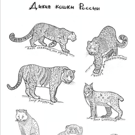Дикие кошки России