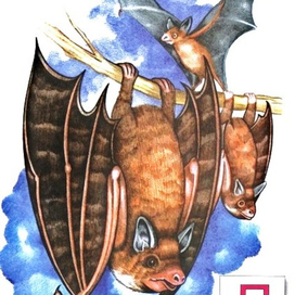 Летучие мыши