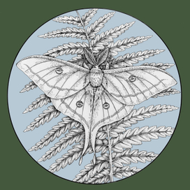 Павлиноглазка Артемида. Красная Книга СССР.