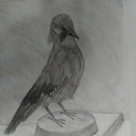 Чучело птицы 