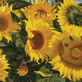 Подсолнухи