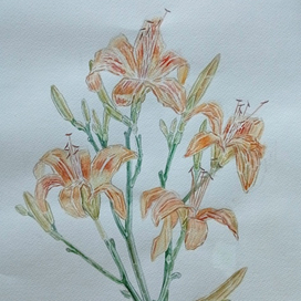 Liliy
