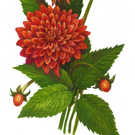 Хризантемы/для учебника/"Детство Пресс"