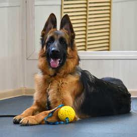 немецкие овчарки