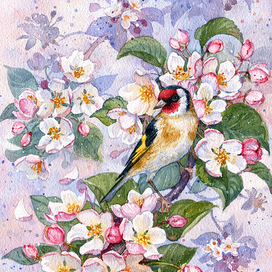 Яблоневый цвет