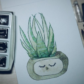 Succulent