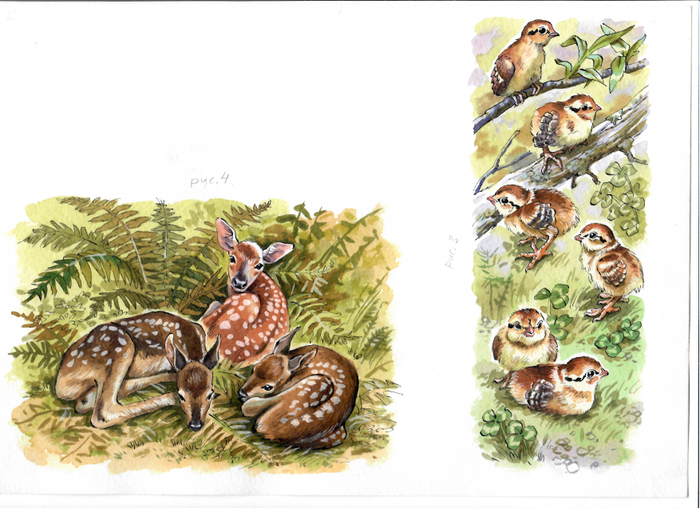 Детёныши мая