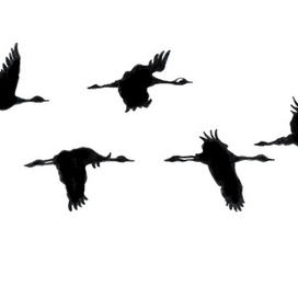 Стая журавлей