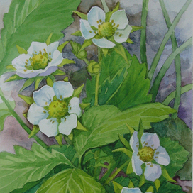 Клубничка цвела