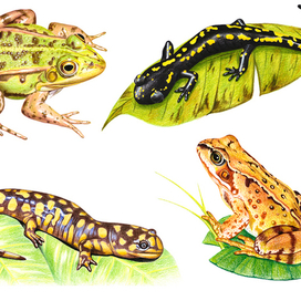 земноводные