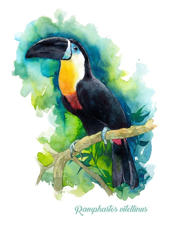 Ramphastos vitellinus