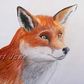 Лис Большое ухо