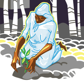 Высадка в грунт