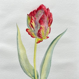 Ботаническая иллюстрация тюльпан