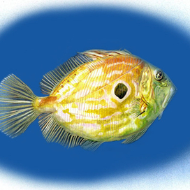 Солнечник Зевс