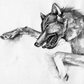 Снежные волки