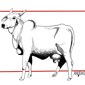 Индийская корова зебу