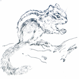 Бурундучок