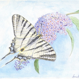 Бабочка Парусник 