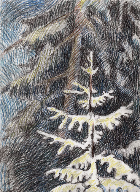 О зиме и хвойном лесе