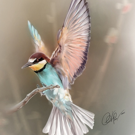 Тропическая птица Щурка