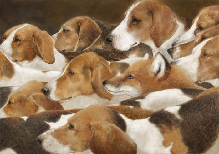 Гончие и лис