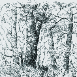 Небольшие заросли