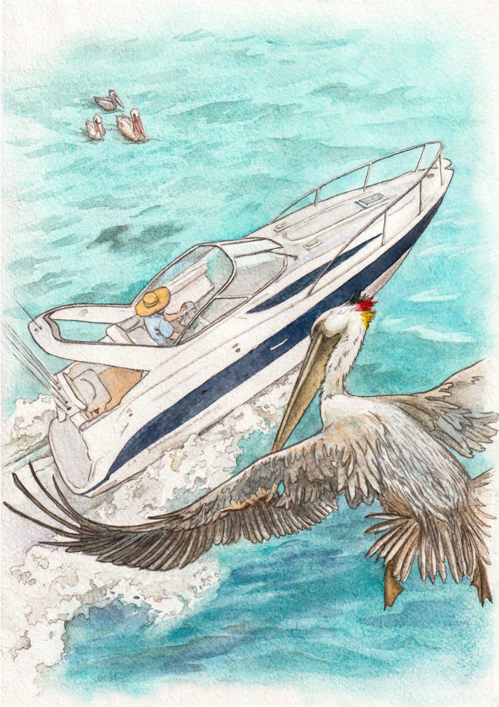 Илл. к рассказу Д. Черных "Пеликанья хирургия"