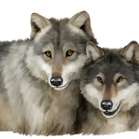 Иллюстрация для книги Брема «Жизнь животных» «Волки»