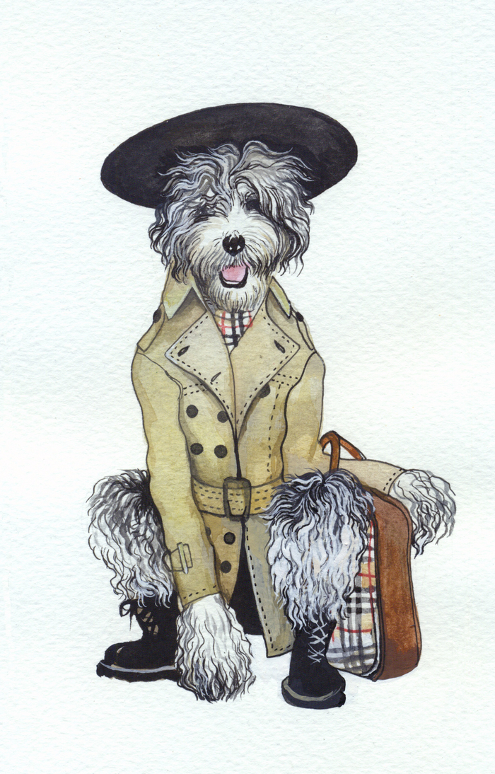 Шипадудль в тренче