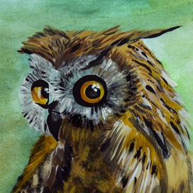 Owl