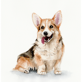 Вельш Корги