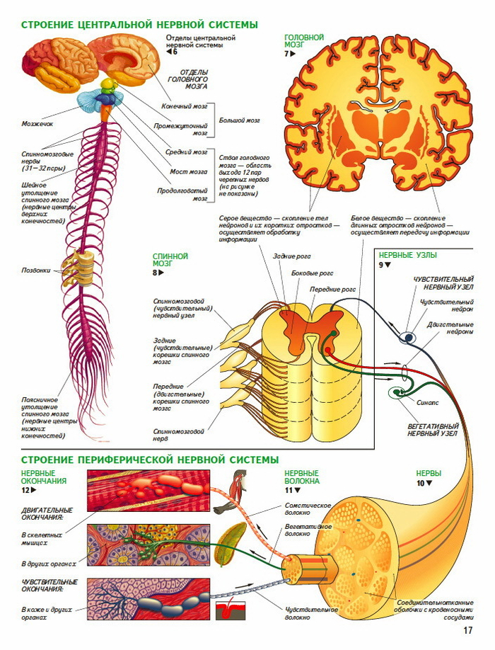 анатомия человека. ЦНС