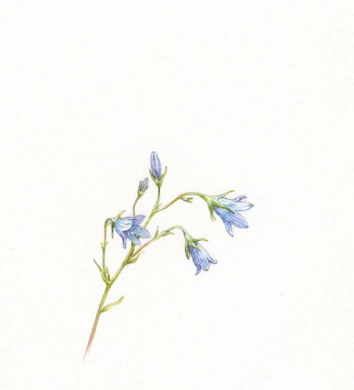 Колокольчики